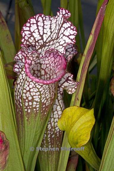 sarracenia leucophylla 2 graphic